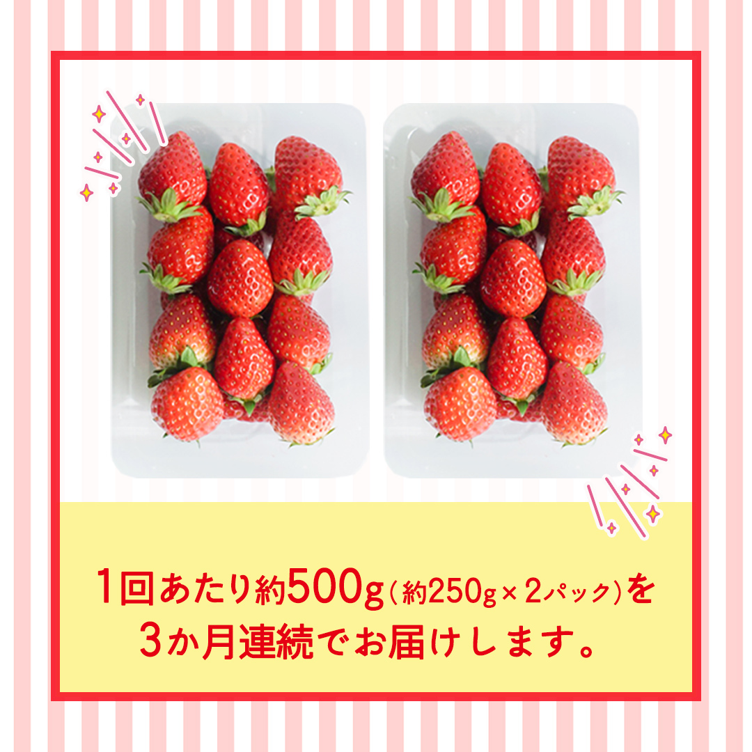 【定期便】とちおとめ 約250g（15～18粒）×2パック 3ヶ月連続お届け便【2026年12月から発送開始】（茨城県共通返礼品 [いちご]：城里町産） 茨城県 県産 人気 厳選 果物 くだもの 旬 