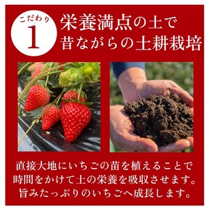 【1～4月発送】きらぴ香 大粒 900g  森木農園 牧之原市 静岡県