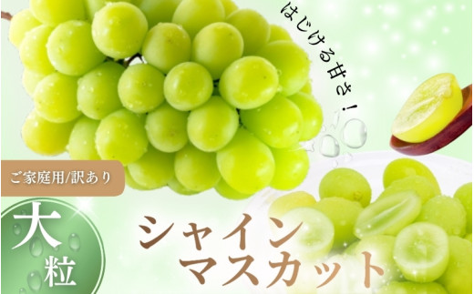 【訳あり】 ご家庭用 シャインマスカット 約1.5kg（2～4房）  NISSHOKU FARM 【先行予約】 / 甘い 岡山 訳アリ わけあり ぶどう ブドウ 葡萄 シャインマスカット 先行予約 フルーツ 果物 特選 真庭市 フルーツ王国