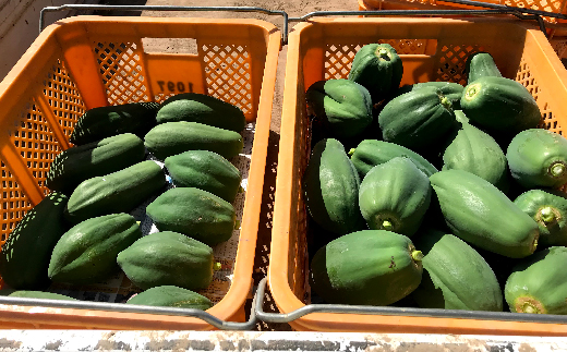 ＜先行予約＞ 酵素の王様 フレッシュ 青パパイヤ 合計3kg (約500g×5～6個)  パパイヤ ビタミン ミネラル アミノ酸 食物繊維 ポリフェノール 野菜 食品 F20E-697