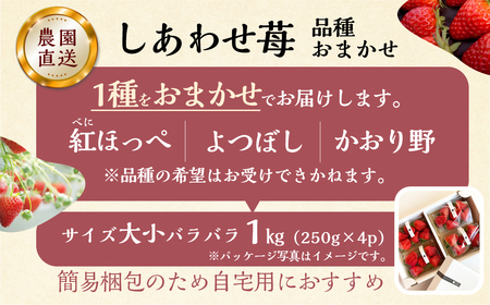 【2027年1月より発送開始】 自宅用 品種おまかせ いちご 1kg (250g × 4p) [しあわせ苺] サイズ バラバラ 訳あり 訳アリ 農園直送 イチゴ フルーツ 果物 子ども 大人 人気 小