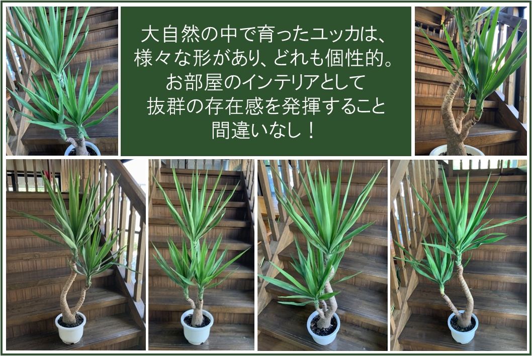 066-11 観葉植物 ユッカ 1鉢