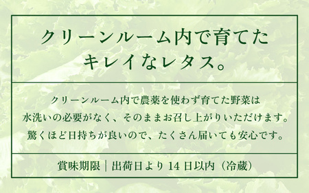 【訳あり】低カリウムレタス 500g 不揃い クリーンルーム栽培 無農薬 鮮度長持ち 【野菜 生野菜 レタス サラダ 水耕栽培 洗わず食べられる 時短 付け合わせ】レタス フリルレタス 野菜 サラダ 