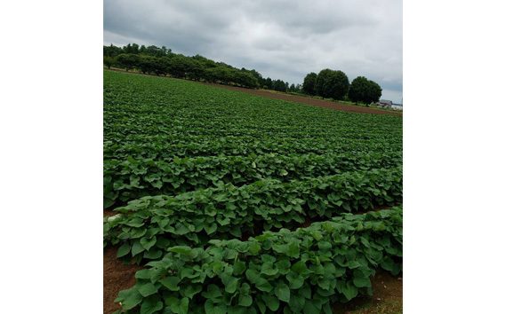 【訳あり】干し芋（平）1kg