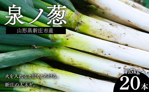 山形県新庄市産 泉ノ葱 20本 約5kg ねぎ ネギ F3S-2960