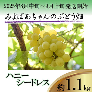 ＜みよばあちゃんのぶどう畑直送！＞ 先行予約 8月中旬～9月上旬順次発送【露地栽培のハニーシードレス約1.1kg】[M28-2] 葡萄 ブドウ ぶどう 巨峰 果物 くだもの マスカット フルーツ 新鮮 九州 福岡 宮若