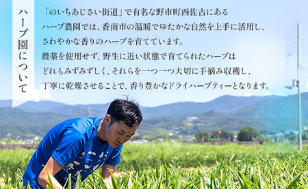 ハーブティー(ジンジャーリフレッシュ) 36袋 - お茶 飲み物 ティーバッグ 茶葉 生姜 ローズマリー ハーブ リラックス gr-0077