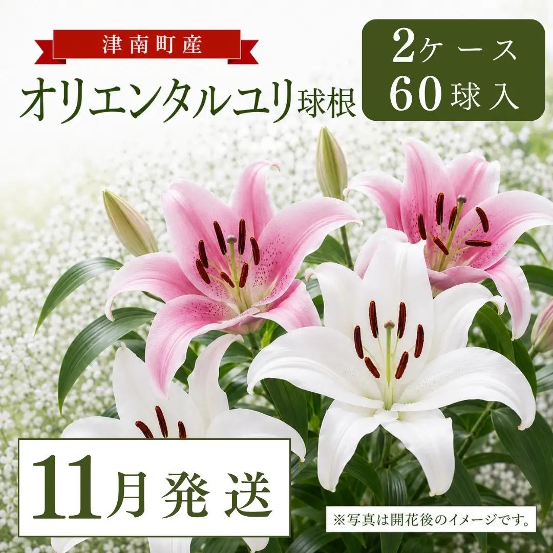 【11月発送】オリエンタルユリ球根 計60個 (30個入×2ケース) | 津南町 ユリ