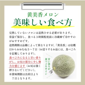 メロン／果物	【先行予約／数量限定50】希少品種 黄美香（きみか）メロン 2玉（2026年7月下旬～発送）希少メロン 限定メロン フルーツ・メロン2玉・果物