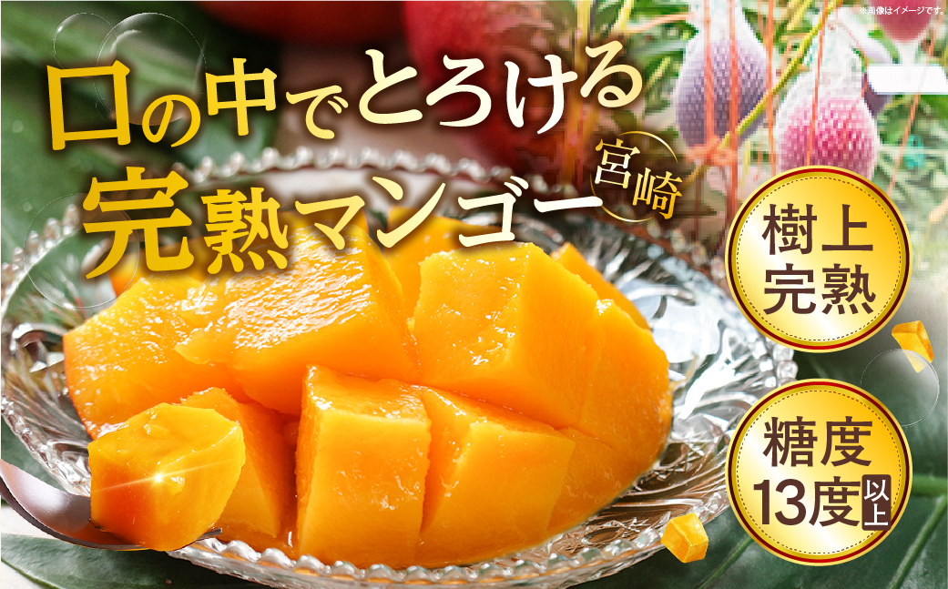 完熟マンゴー2L×2玉（パック）【JA綾町】_A0114-1021