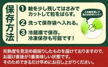 【先行予約】シャインマスカット 1房（ハウス栽培）《2026年8月上旬-8月中旬頃出荷》岡山県 笠岡市 石丸葡萄農園 果肉 旬 マスカット ぶどう 葡萄 フルーツ 果物 岡山
