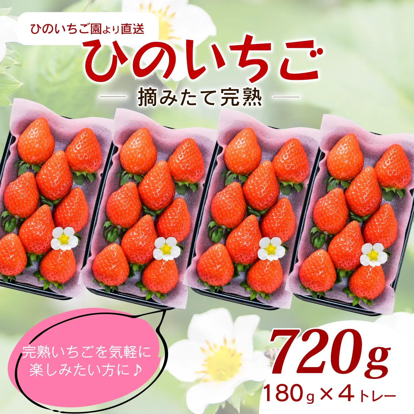 いちご 摘みたて完熟「ひのいちご」（約180ｇ×4トレー）11月下旬~4月発送