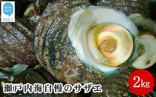 
絶品！！瀬戸内海自慢のサザエ2kg
