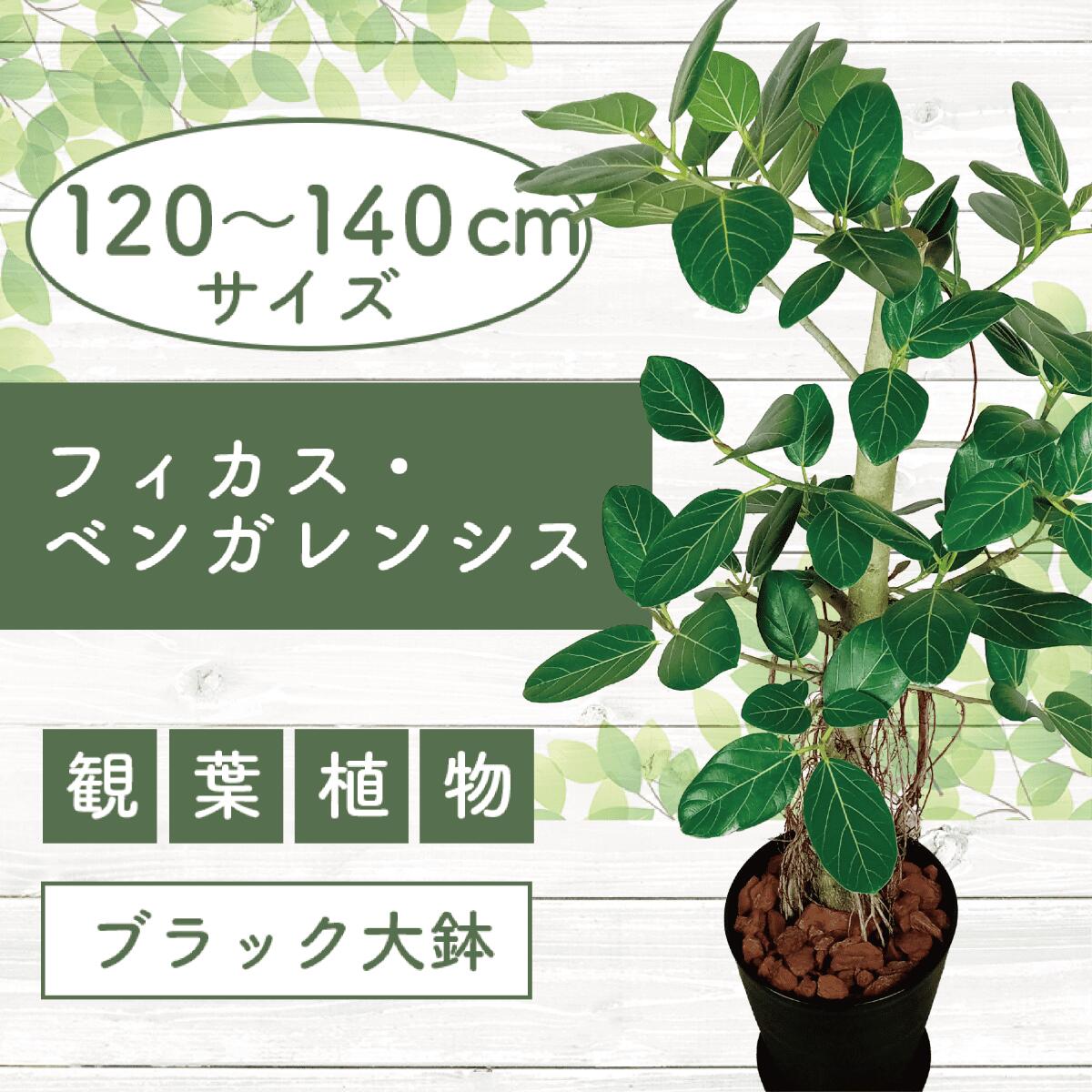 【ふるさと納税】＜2026年1月中旬以降順次発送＞フィカス・ベンガレンシス 一本立ち(鉢底より高さ120〜140cm前後・ブラック大鉢) ※北海道・沖縄・離島配送不可※ 観葉植物 鉢 おしゃれ インテリア グリーン 大型 【トロピカルフルーツ＆プランツ】