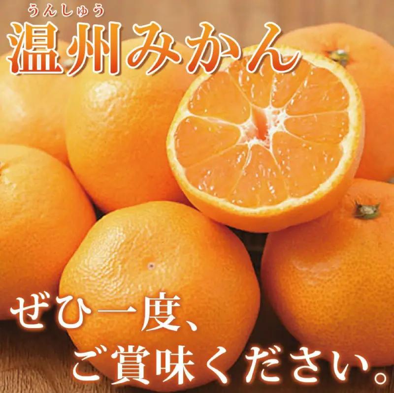 【先行予約】紀州有田産 濃厚完熟 温州みかん 5kg ※2026年11月下旬～2027年1月下旬頃に順次発送予定 【uot006】