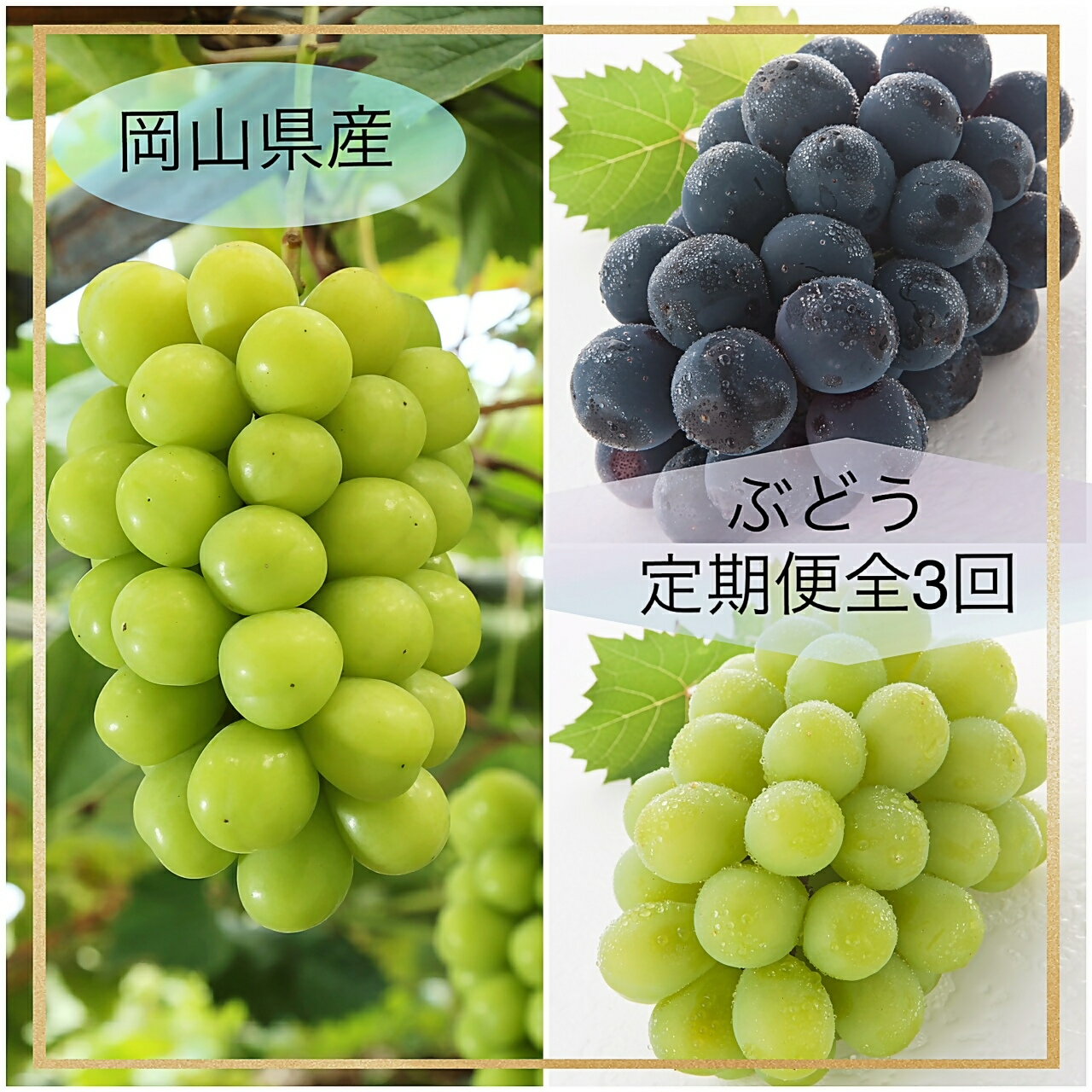 【ふるさと納税】【令和8年発送・先行予約】ぶどうの定期便全3回　Ga-1