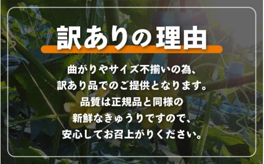 【先行予約】【訳あり】数量・期間限定 太陽の光をサンサンと浴びた「SunSun きゅうり」 1kg以上 農場より 産地直送 露地栽培 送料無料 サラダ 漬物 野菜 やさい 旬 新鮮 サラダ キュウリ 