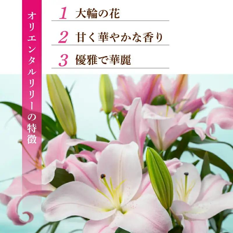  ユリ(オリエンタルリリー)6本 10ヶ月定期便【ユリ】
