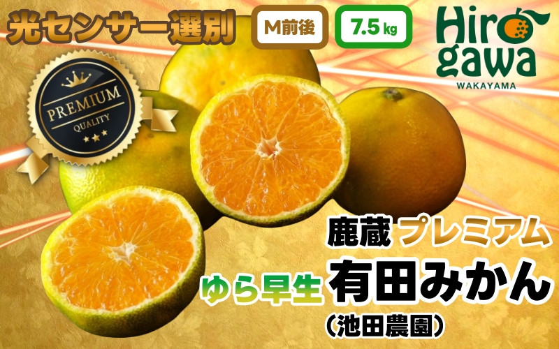 
            鹿蔵 プレミアム 有田みかん ( ゆら早生 ) 7.5kgkg+250g（傷み補償分） 光センサー 選果　※北海道・沖縄・離島への配送不可 / 温州みかん 痛み補償 果物 フルーツ くだもの 高級みかん 秀品 フルーツ 柑橘 蜜柑 mikan 産地直送 数量限定 国産 和歌山 【ikd003-prem-7d5】
          