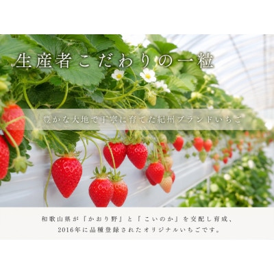 紀州和歌山ブランドいちご「紀の香」約250g×4P【配送不可地域：離島・北海道・沖縄県】