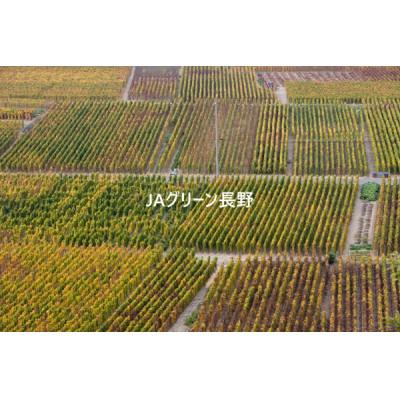 ふるさと納税 長野市 【先行受付】JAグリーン長野　松代産　長芋　3kg(2〜3本)　贈答用 |  | 01