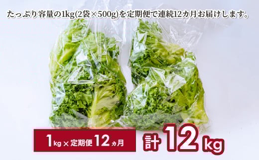 【定期便12ヶ月】 ＜洗わず食べられる・室内水耕栽培＞ 3種のレタス 1回1kg(500g×2袋)×12ヵ月 | レタス 野菜 大容量 新鮮レタス オーガニック野菜 無農薬 野菜直送 フレッシュ サラ