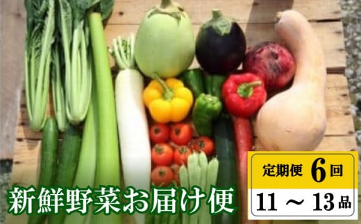 【早期予約】 定期便  全 6回 6ヶ月 半年 プレミアム 定期便 季節 旬の 野菜 詰め合わせ セット 11 ～ 13 品  小松菜 大根 だいこん トマト パプリカ ピーマン にんじん 人参 かぼちゃ きゅうり ししとう なす みょうが 頒布会 年末年始限定 早期予約 期間限定 高知県 須崎市