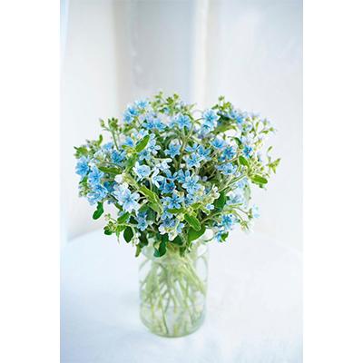 ふるさと納税 芸西村 【毎月定期便】芸西村産生花ブルースター花束 ブーケ 初回花瓶付 毎回延命剤付 全12回 |  | 01