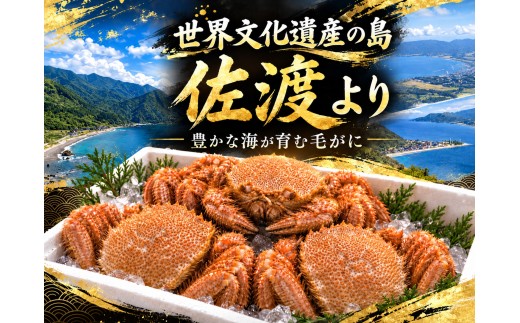 【先行予約】佐渡産 毛ガニ 300g×5杯 計1.5kg 浜茹で 冷蔵 海洋深層水で泥抜き | 新潟県産カニ 佐渡産カニ 佐渡島産毛ガニ 毛ガニ けがに 毛蟹 カニ 蟹 かに ボイル 浜茹で 姿 かに