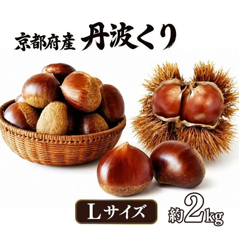 先行予約 2026年度産 丹波くり 約2kg Lサイズ 栗 京都