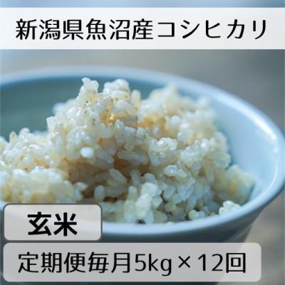 ふるさと納税 十日町市 【毎月定期便】新潟県魚沼産コシヒカリ「山清水米」玄米5kg全12回