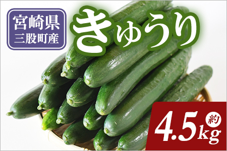 ＜【先行予約】【期間限定】パリッと甘い魔法のきゅうり マジキュー4.5kg＞(約4.5kg)パリッと甘い魔法のキュウリ「マジキュー」漬物や天ぷらに！【A-1901-yt】【ゆたか農園】