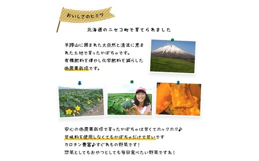 <早期予約>北海道ニセコ町 かぼちゃ5kg【2025年産】【3200601】