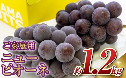 《ご家庭用》ニュー ピオーネ 2～3房（合計約1.2kg）　ブドウ 葡萄 岡山県産 国産 フルーツ 果物 岡山県 倉敷市 　【2026年9月上旬～10月上旬発送予定】