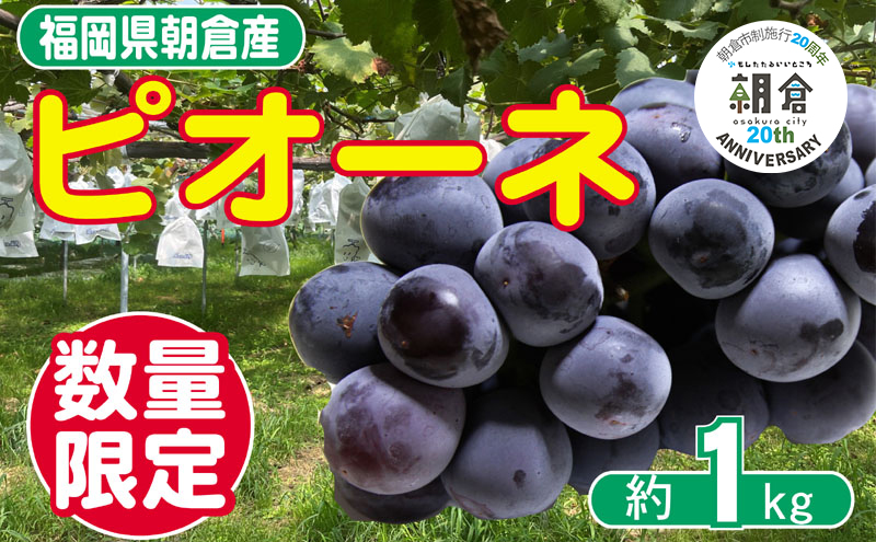 【朝倉市制施行20周年記念企画】 葡萄 ピオーネ 1～3房 約1kg 数量限定 ゆう美果樹園 ※配送不可：離島
