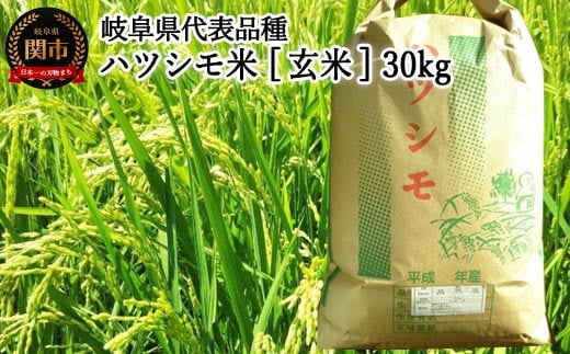 【岐阜県代表品種】令和7年産ハツシモ米 【玄米】30kg L6　【11月以降順次発送】