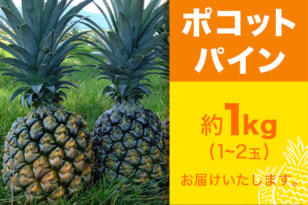 【予約受付】ポコットパイン1ｋｇ（1～2玉）お勧め♪川平パイン《2025年5月～7月頃順次発送》KN-3