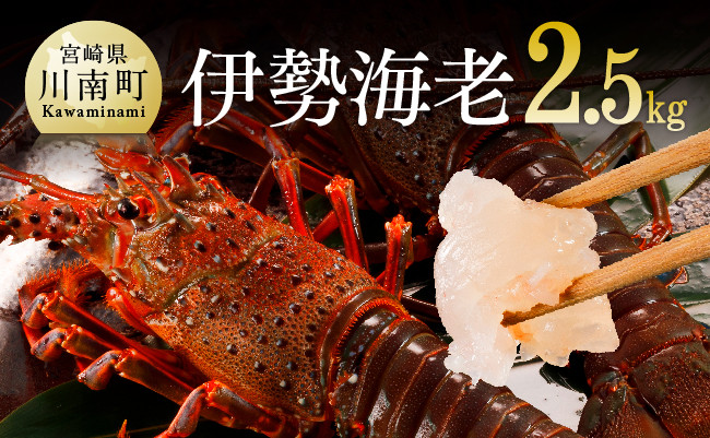 
            伊勢海老2.5kg（5～9尾） 【 魚介 伊勢海老 イセエビ 】
          