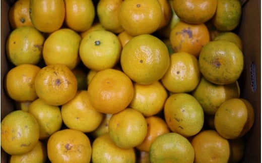 極早生みかん 約6kg みかん 産直 サイズ混合 みかん 早生みかん 果物 くだもの フルーツ 温州みかん 和歌山 柑橘 オレンジ【2025年10月上旬～下旬頃に順次発送】【mrmt028】