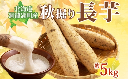 長芋 洞爺湖町産 秋掘り 塩田農園 長芋【約5kg】【先行予約】