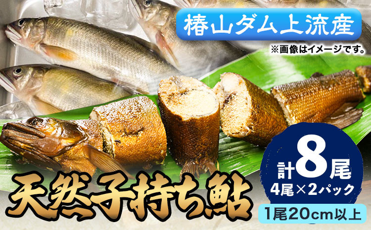 
                  日高川椿山ダム上流 天然子持ち鮎 20cm以上 4尾×2パック 計8尾  川漁師なおべ《10月下旬-1月上旬頃出荷》 和歌山県 日高川町 あゆ 鮎 天然鮎 魚
                