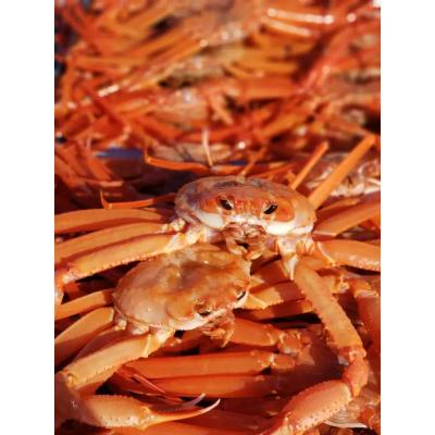 ふるさと納税 境港市 <7〜8月配送不可>山陰産ボイル紅ずわいがに(姿4枚・計2kg以上) |  | 01