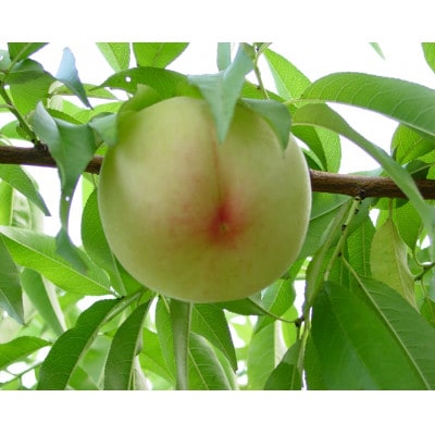 岡山県産おかやま夢白桃5玉【エース】【配送不可地域：離島】