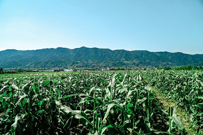 【2026年6月より順次発送】とうもろこし【ドルチェドリーム、ホワイトショコラ、プレミアム味来】ランダム2種詰合せ3.5Kgセット_とうもろこし 2種 詰合せ 計 3.5kg ドルチェドリーム ホワイ