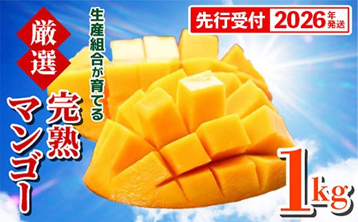 
            【先行受付】【2026年発送】生産組合が育てる厳選・完熟マンゴー約1kg - 先行予約 沖縄県産 産地直送 南国フルーツ アップルマンゴー 旬の味覚 季節の果物 贈り物 沖縄県 八重瀬町
          