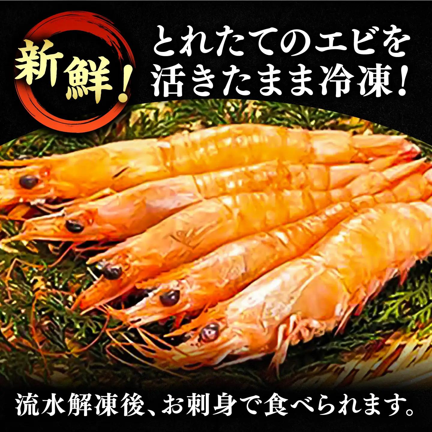 【先行予約】幻のヨシエビ 計800g [VAG012] 海老エビ