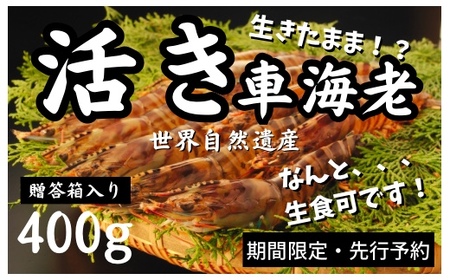 【12/1～出荷開始・先行予約】活き車えび (400g )車海老 魚介 エビ 海鮮 刺身 人気 くるまえび 奄美大島 宇検村 鹿児島 車海老 車海老 車海老 車海老 車海老 車海老 車海老 車海老 車海老 車海老 車海老 車海老 車海老 車海老 車海老 車海老 車海老 車海老 車海老 車海老 車海老 車海老 車海老 車海老 車海老 車海老 車海老 車海老 車海老