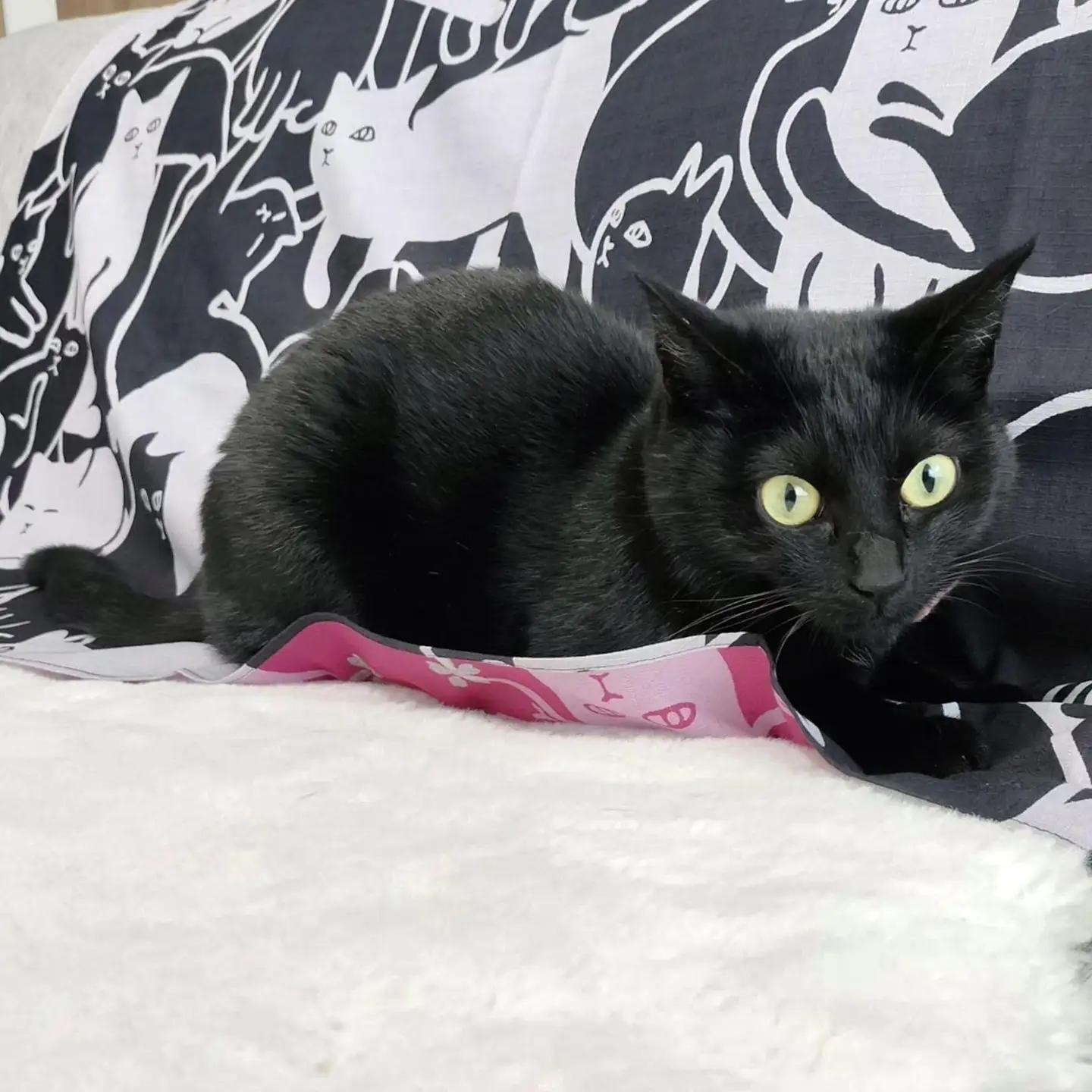 【三陽商事】地域猫活動 綿三幅両面ふろしき キャットパズル/ブラック×コスモス｜京都 エコバッグ