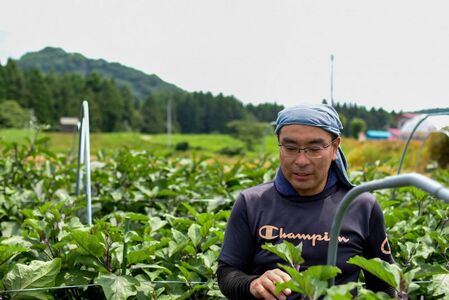 【 6ヶ月 定期便 】シェフ御用達！ 農園自慢 ★ 彩り 野菜セット（ 7品 目以上～）旬 野菜 詰め合わせ 定期 シェフ御用達 国産 岩手 季節の野菜 西洋野菜 紫人参 黄色人参 丸なす 水なす 長
