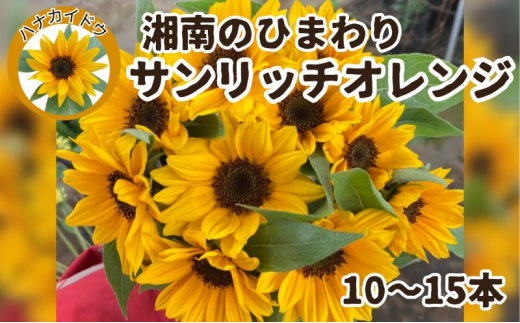ひまわりの花束 ブーケ 切り花用  サンリッチオレンジ 10～15本 ひまわり ヒマワリ 向日葵 花 誕生日 プレゼント 女性 母 祖母 フラワーギフト 結婚祝い 結婚記念日 妻 送別会 定年 退職祝い 父の日 男性 発表会 お祝い お誕生日 お見舞い 祝い 花 贈り物 湘南ひまわり ハナカイドウ 神奈川 湘南 藤沢